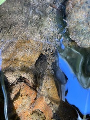 Cottus beldingii