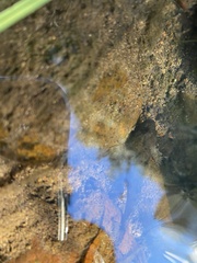 Cottus beldingii