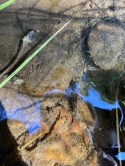 Cottus beldingii