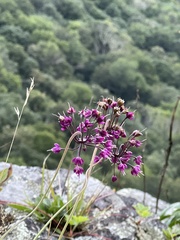 Allium allegheniense