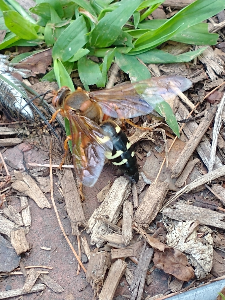 Eastern cicada killer (Sphecius speciosus)