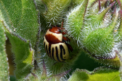 Zygogramma exclamationis