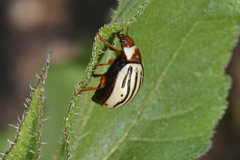 Zygogramma exclamationis