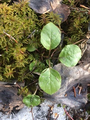 Orthilia secunda