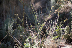 Mirabilis hirsuta