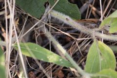 Mirabilis hirsuta