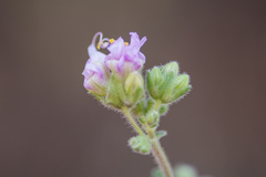 Mirabilis hirsuta