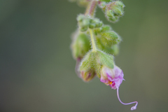 Mirabilis hirsuta
