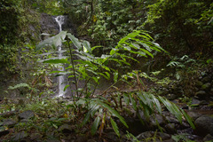 Alpinia arctiflora