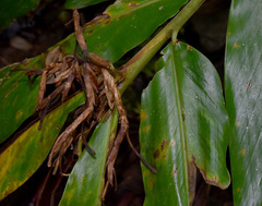 Alpinia arctiflora