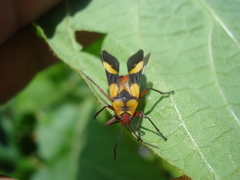 Oncopeltus cingulifer