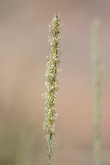 Muhlenbergia alopecuroides