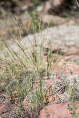 Muhlenbergia alopecuroides