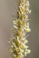 Muhlenbergia alopecuroides