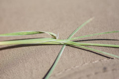 Muhlenbergia alopecuroides