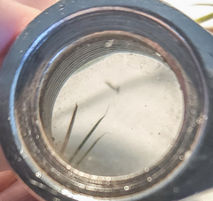 Muhlenbergia alopecuroides