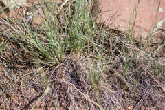 Muhlenbergia alopecuroides
