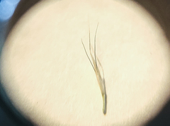 Muhlenbergia alopecuroides