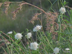 Scabiosa drakensbergensis
