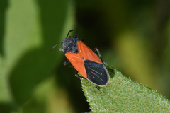 Melanopleurus belfragei