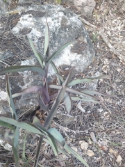 Tradescantia pallida