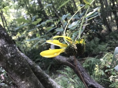 Rudbeckia scabrifolia