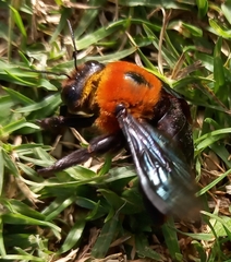 Xylocopa flavorufa