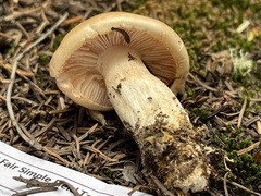 Pudorini