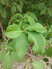 Syringa josikaea