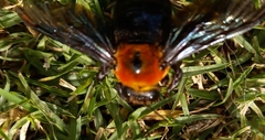 Xylocopa flavorufa