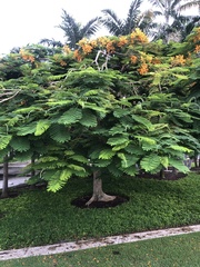 Delonix regia