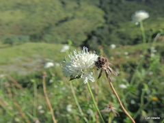 Scabiosa drakensbergensis