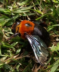 Xylocopa flavorufa
