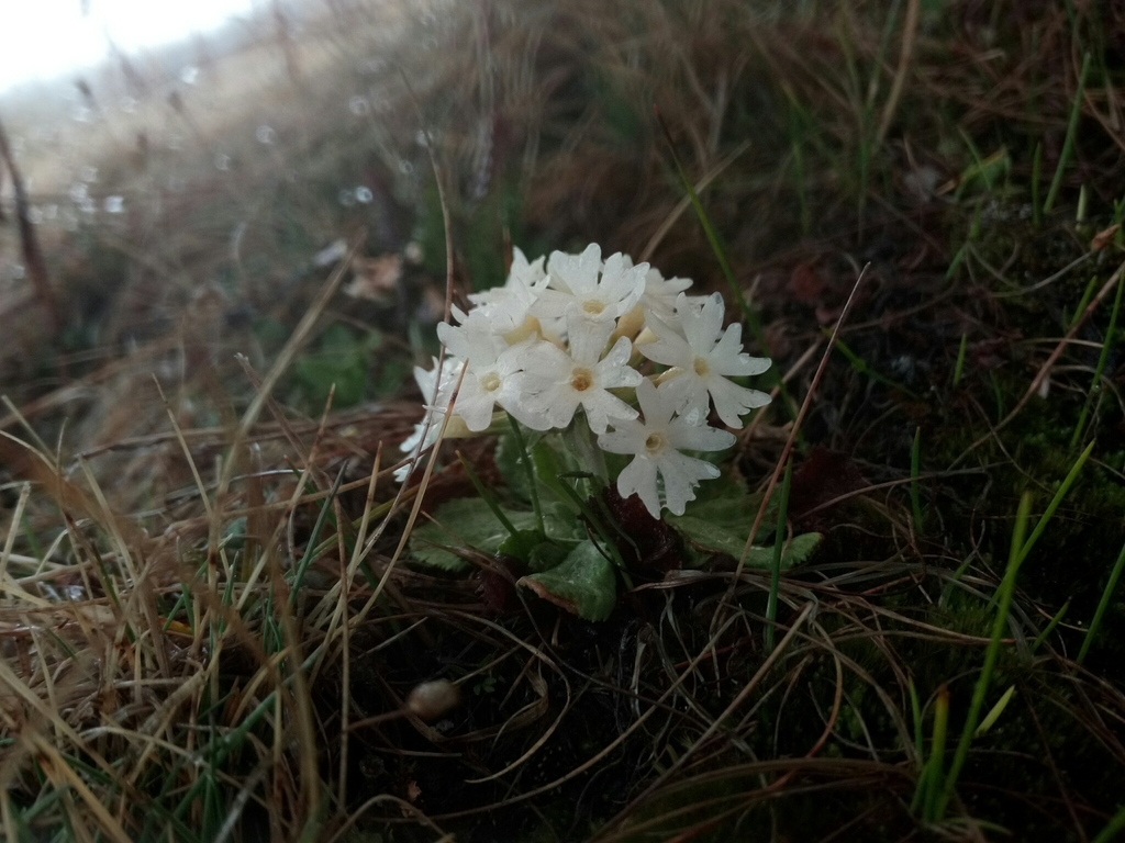 Himalayan primrose