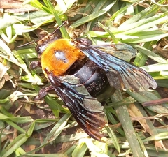 Xylocopa flavorufa