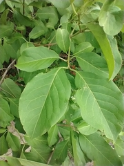 Syringa josikaea