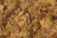 Eulimnadia agassizii