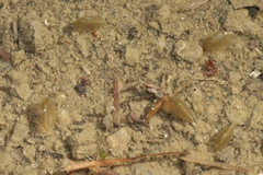 Eulimnadia agassizii