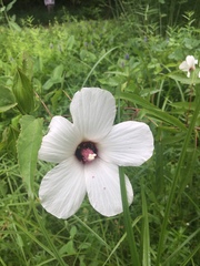 Hibiscus laevis