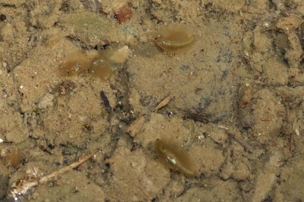 Agassiz clam shrimp