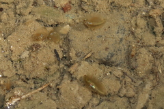 Eulimnadia agassizii