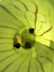 Exyra semicrocea