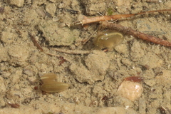 Eulimnadia agassizii
