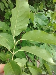 Syringa josikaea