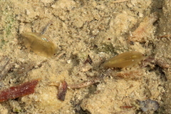 Eulimnadia agassizii
