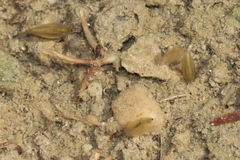 Eulimnadia agassizii