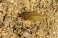 Eulimnadia agassizii