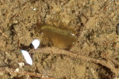 Eulimnadia agassizii