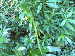 Strophanthus speciosus