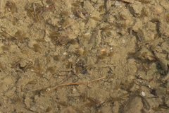 Eulimnadia agassizii